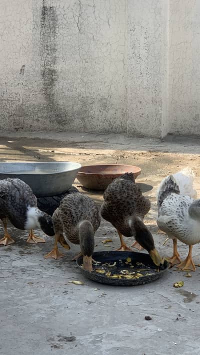 5 Ducks | Friendly | healthy | Each 2000 rs