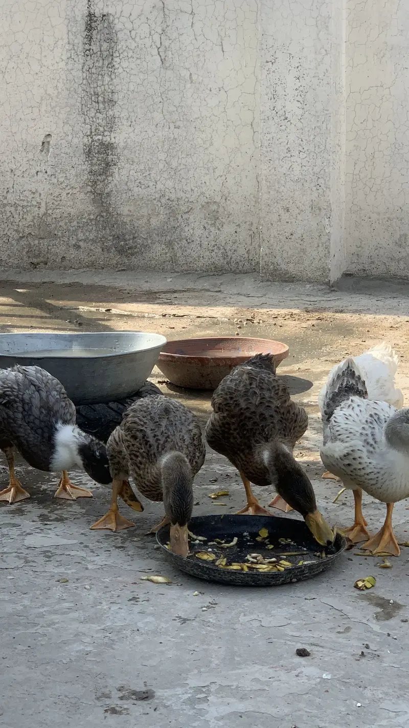 5 Ducks | Friendly | healthy | Each 1500 rs