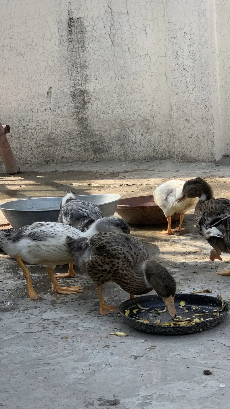 5 Ducks | Friendly | healthy | Each 1500 rs — photo 2