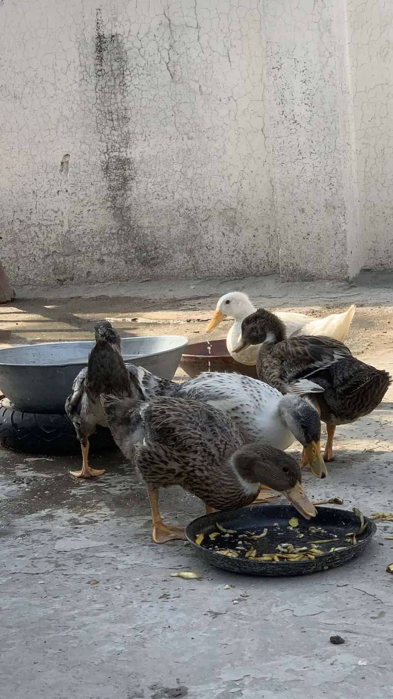 5 Ducks | Friendly | healthy | Each 1500 rs — photo 3