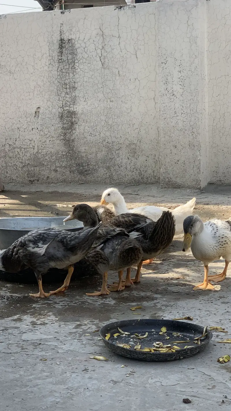 5 Ducks | Friendly | healthy | Each 1500 rs — photo 4