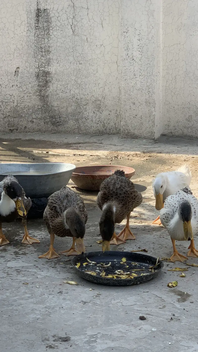 5 Ducks | Friendly | healthy | Each 1500 rs — photo 5