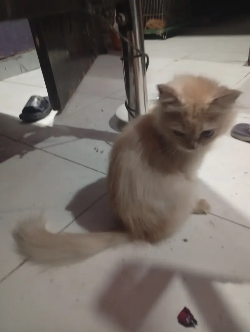 10 inch — photo 3