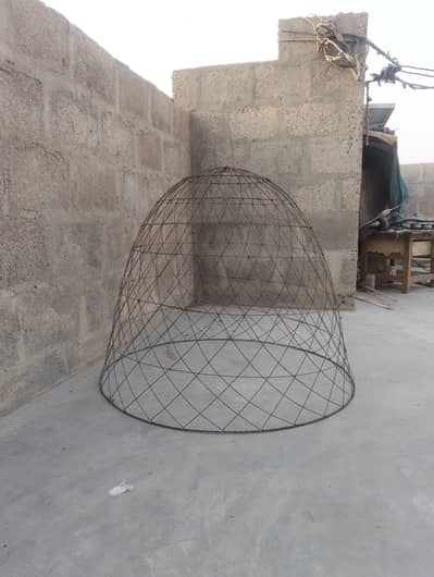 Lakhi female for sale