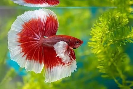 Fish for sale