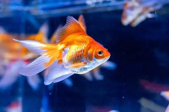 Fish for sale — photo 2