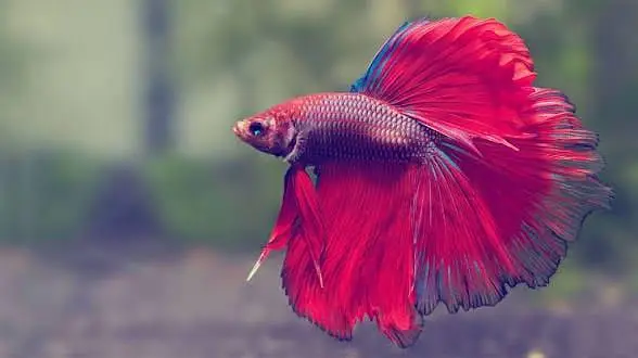 Fish for sale — photo 3