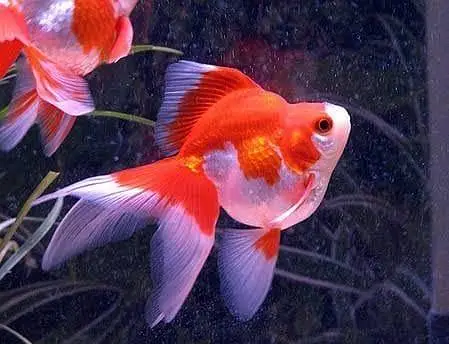 Fish for sale — photo 4