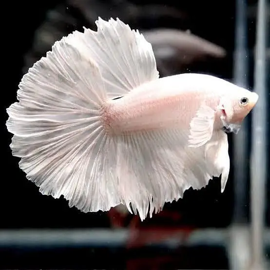 Fish for sale — photo 8