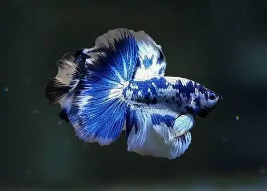 Fish for sale — photo 9