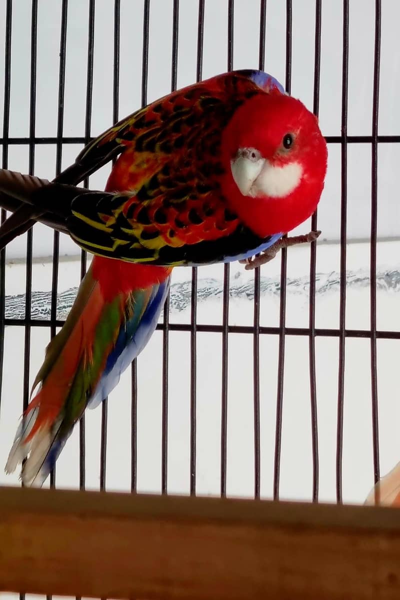 rosella 2