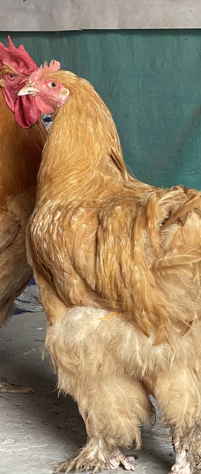 golden buff havey breed only male fore sale