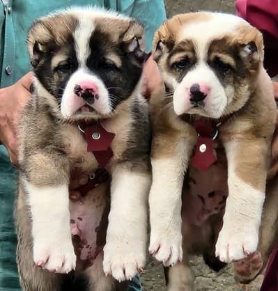 ​Top Quality King Alabai Puppies Pair - 2 Months Old
