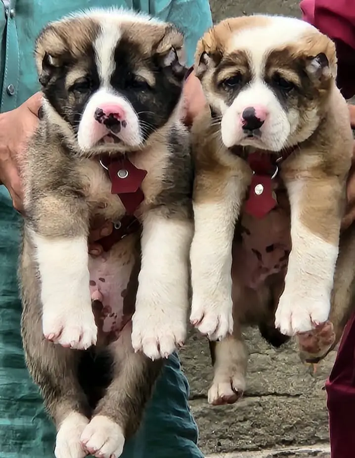 ​Top Quality King Alabai Puppies Pair - 2 Months Old — photo 2