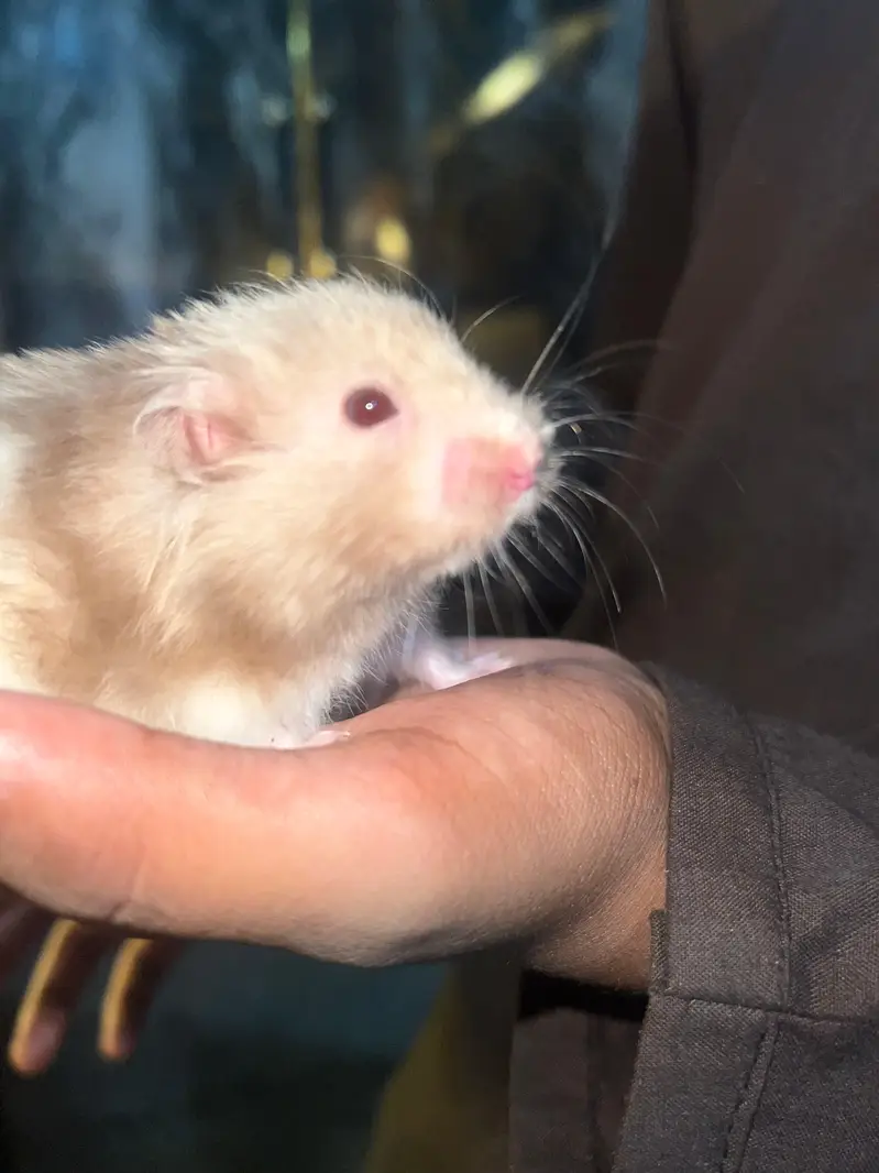 male syrian  hamster