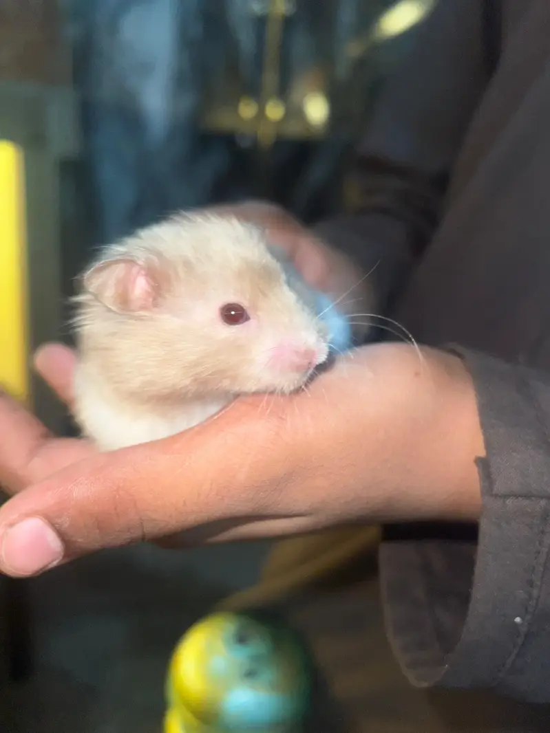 male syrian  hamster — photo 2