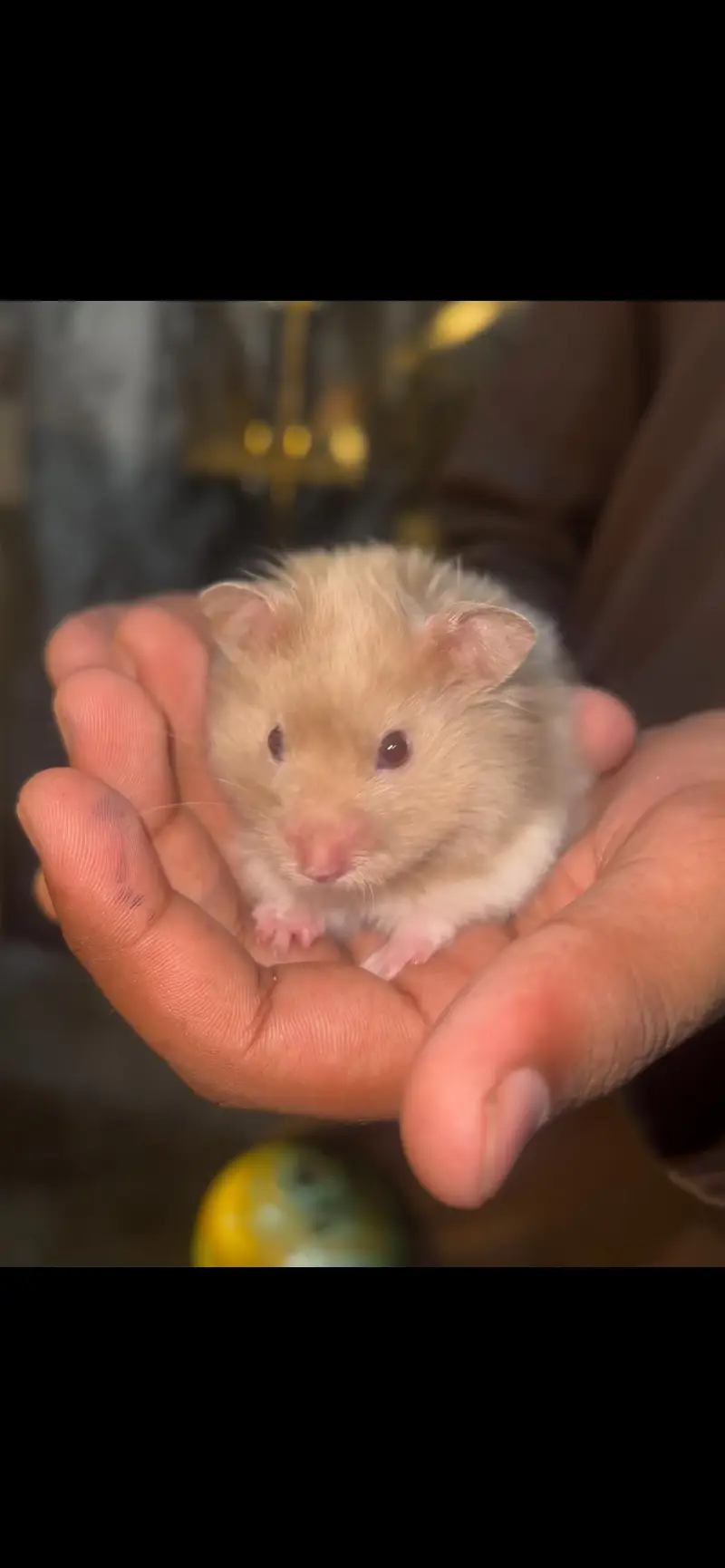male syrian  hamster — photo 3