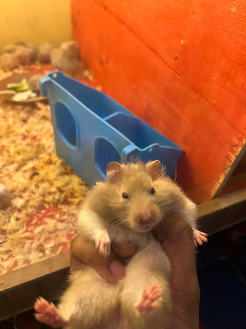 male syrian  hamster — photo 4