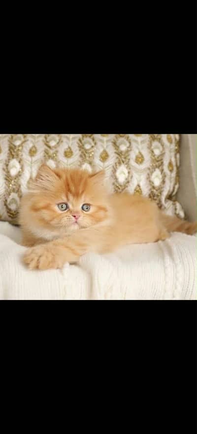 Triple coat Persian kitten