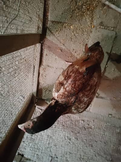 Aseel hen for sale. exchange golden misre.
