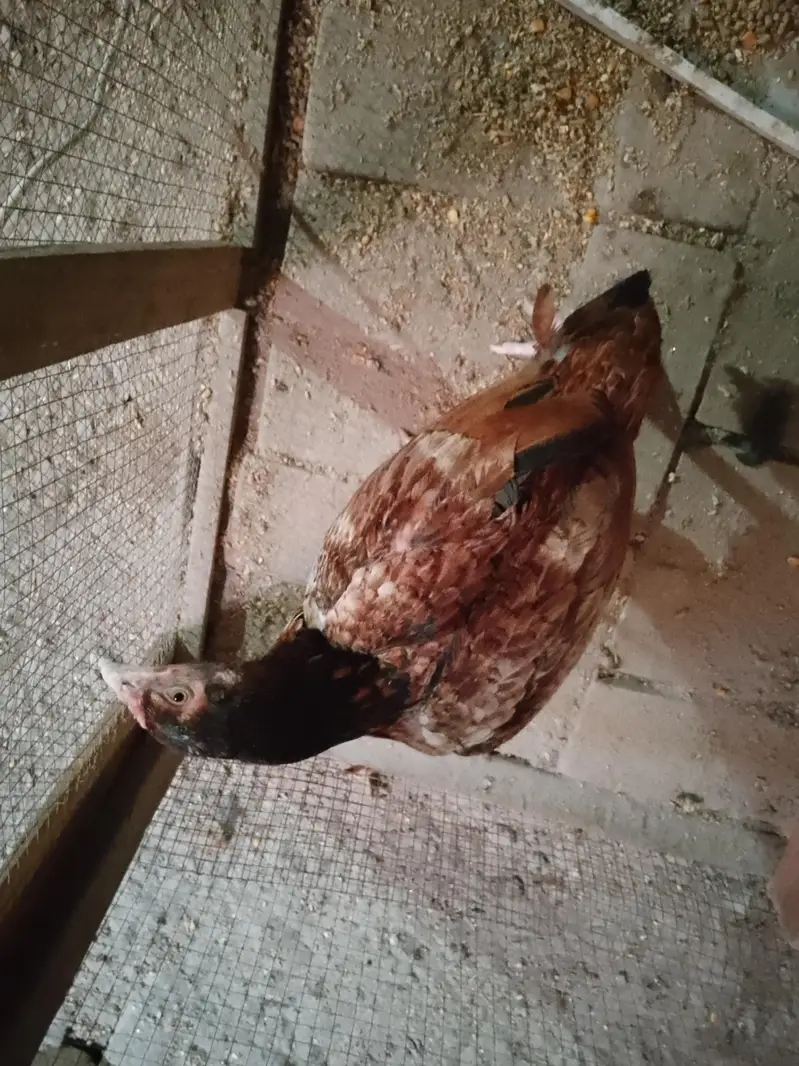 Aseel hen for sale. exchange golden misre. — photo 2