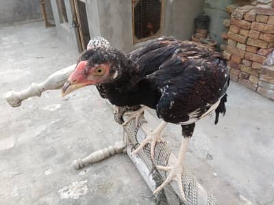 Aseel Lasani Breed for Sale full Healthy Male