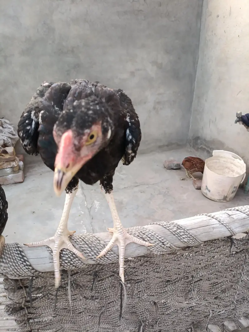 Aseel Lasani Breed for Sale full Healthy Male — photo 2
