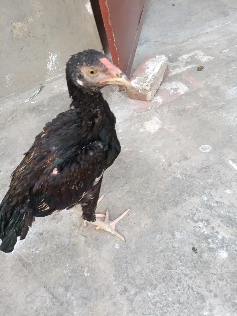 Aseel Lasani Breed for Sale full Healthy Male — photo 3