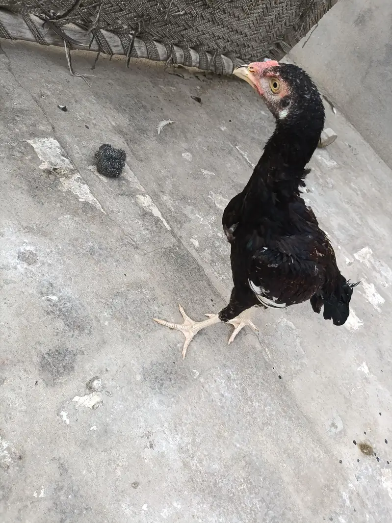 Aseel Lasani Breed for Sale full Healthy Male — photo 4