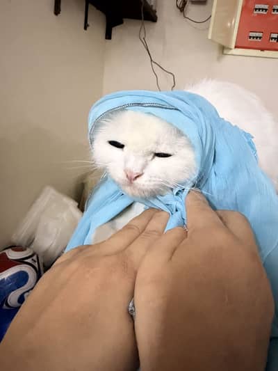 Long coat persian white female cat