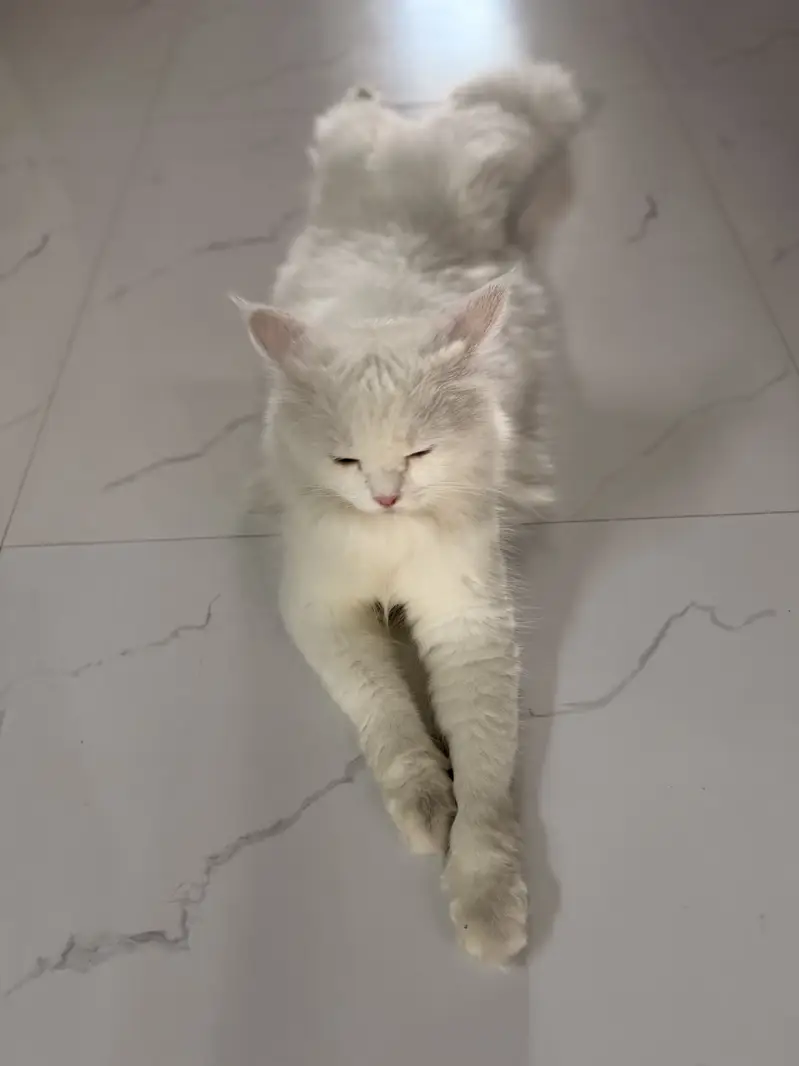 Long coat persian white female cat — photo 2