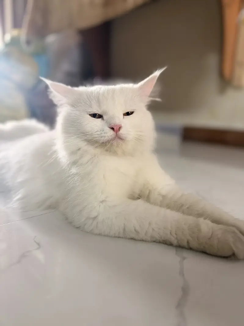 Long coat persian white female cat — photo 3