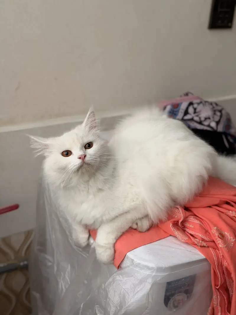 Long coat persian white female cat — photo 4