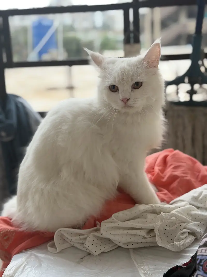 Long coat persian white female cat — photo 5