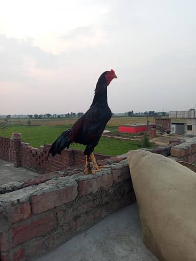 ASEEL MURGAH