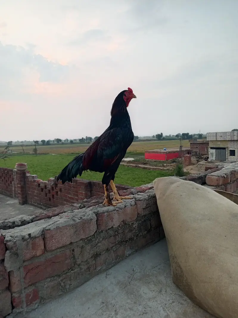 ASEEL MURGAH — photo 3