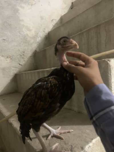 Peeli  madi aseel chick/ shamoo