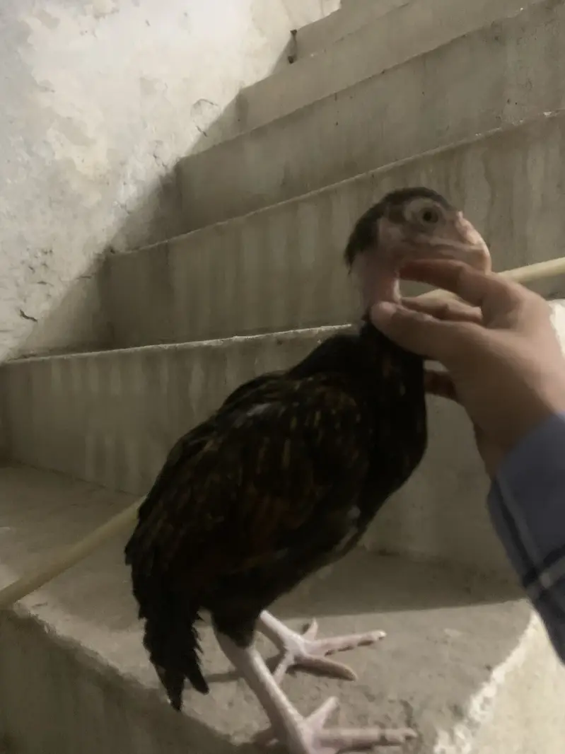 Peeli  madi aseel chick/ shamoo — photo 2