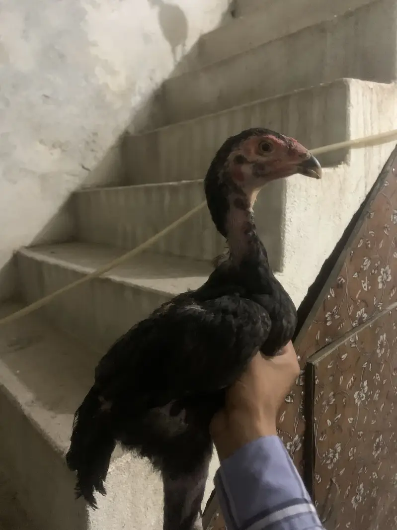 Peeli  madi aseel chick/ shamoo — photo 3
