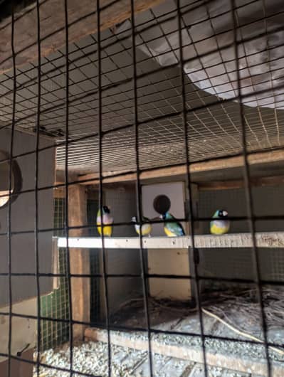 Common Goldian finches