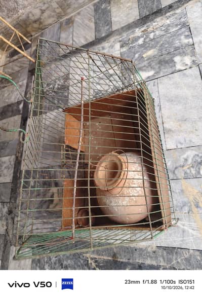 bird cage for sale location khushab