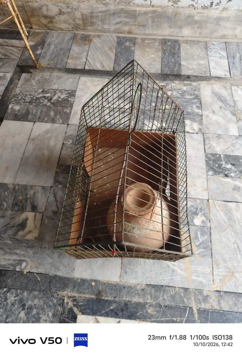 bird cage for sale location khushab — photo 3