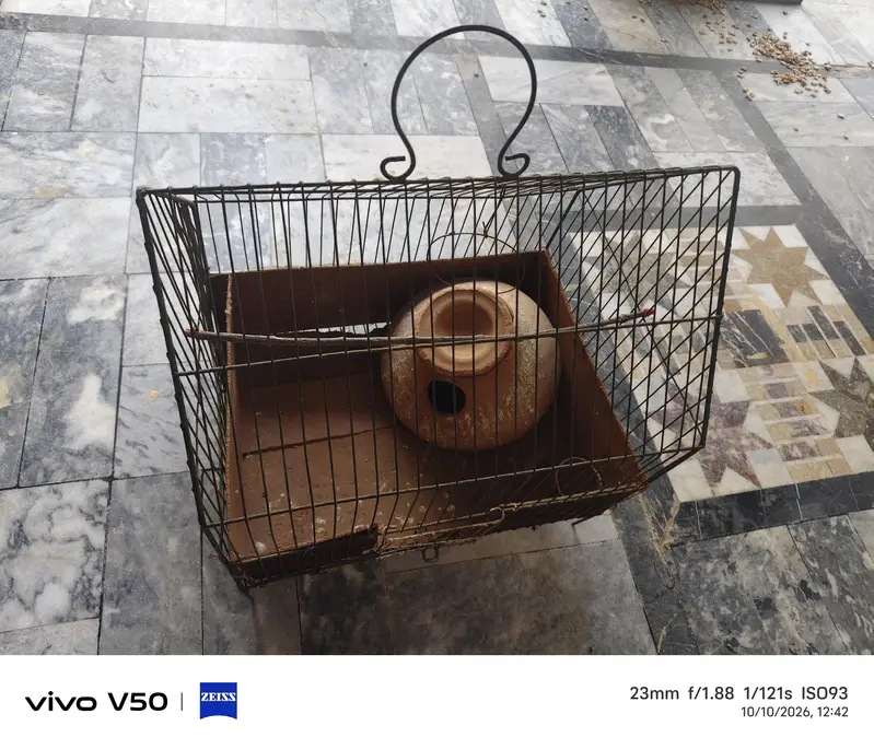 bird cage for sale location khushab — photo 5