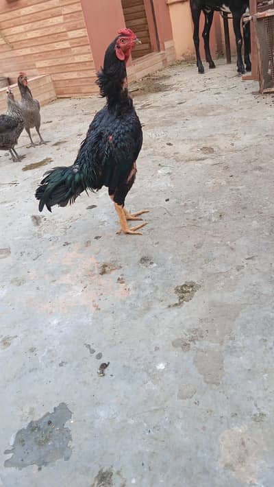 Aseel murgi with 7 aseel chicks