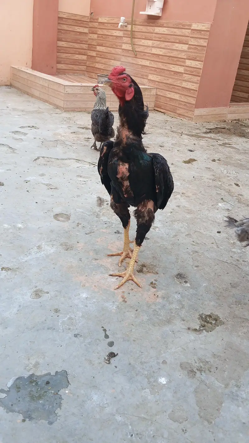 Aseel murgi with 7 aseel chicks — photo 2