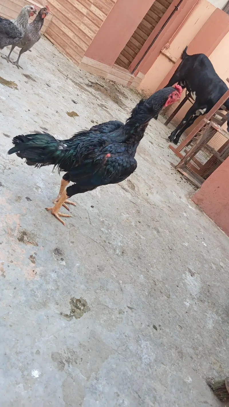 Aseel murgi with 7 aseel chicks — photo 3