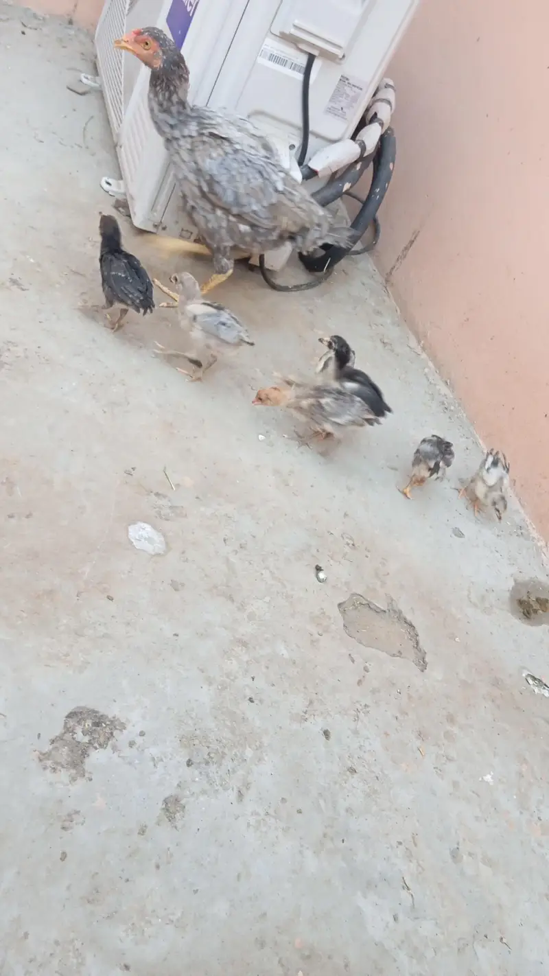 Aseel murgi with 7 aseel chicks — photo 4