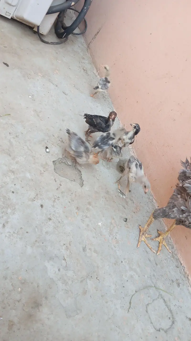Aseel murgi with 7 aseel chicks — photo 5