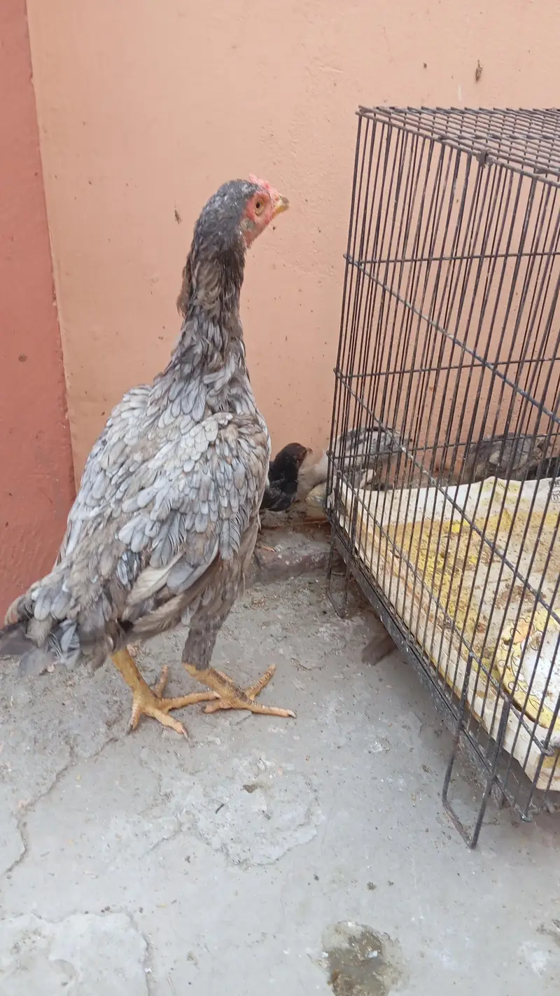 Aseel murgi with 7 aseel chicks — photo 6
