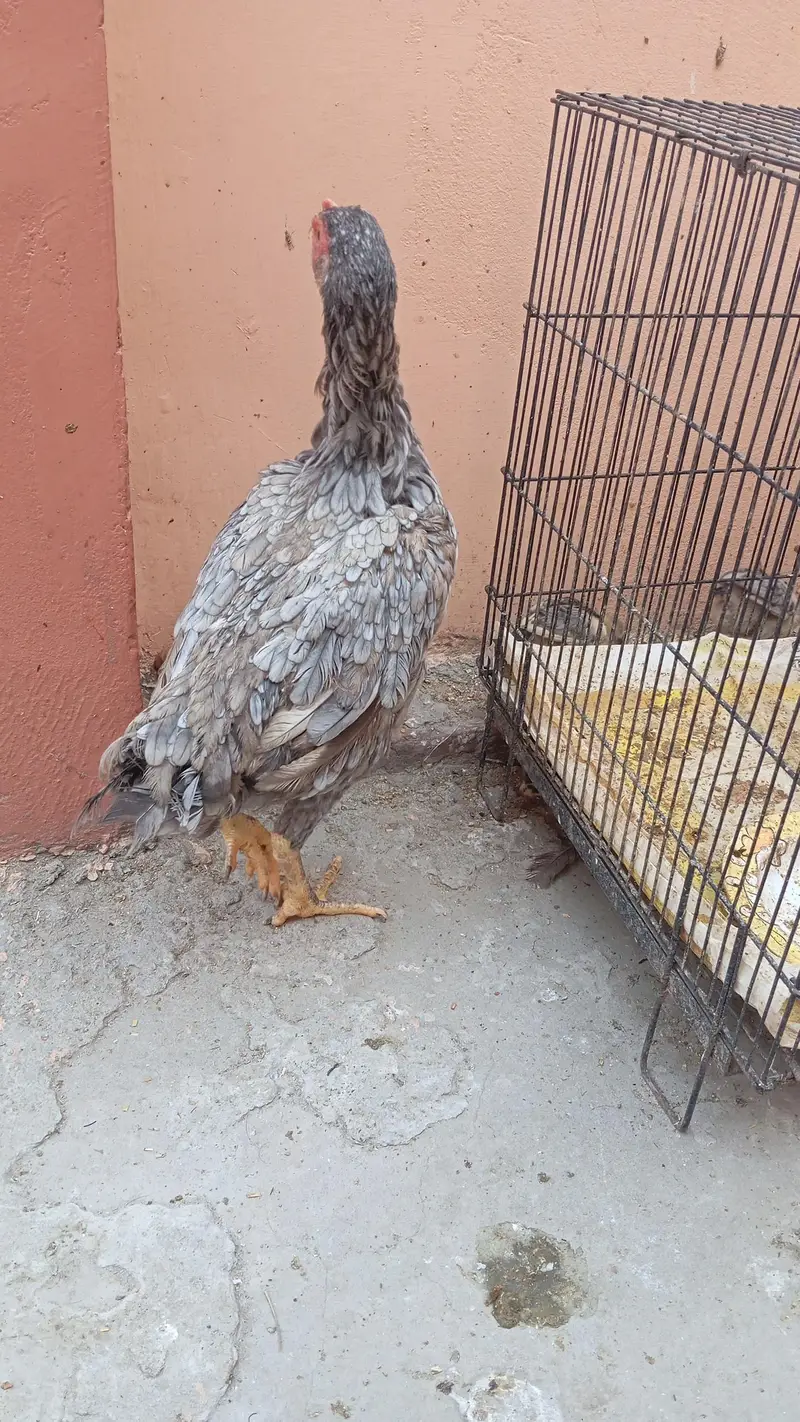 Aseel murgi with 7 aseel chicks — photo 7